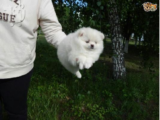PoulaTo: Δύο Awesome T-Cup Pomeranian Puppies